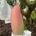 攀枝花象牙芒量大从优对接全国批发工厂电商等