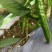 芜湖椒大量上市产地直发量大价格可谈