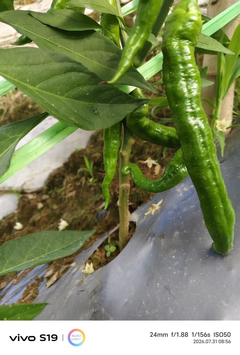 芜湖椒大量上市产地直发量大价格可谈