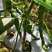 芜湖椒大量上市产地直发量大价格可谈