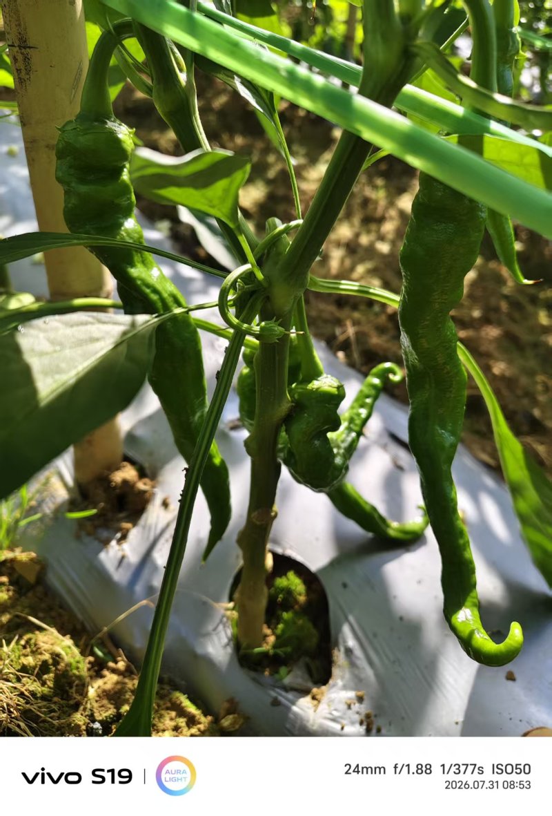 芜湖椒大量上市产地直发量大价格可谈