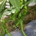 芜湖椒大量上市产地直发量大价格可谈