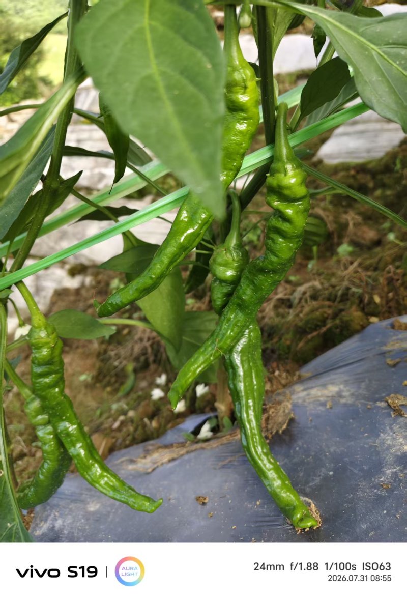 芜湖椒大量上市产地直发量大价格可谈