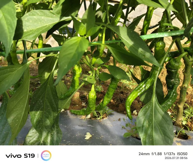 芜湖椒大量上市产地直发量大价格可谈
