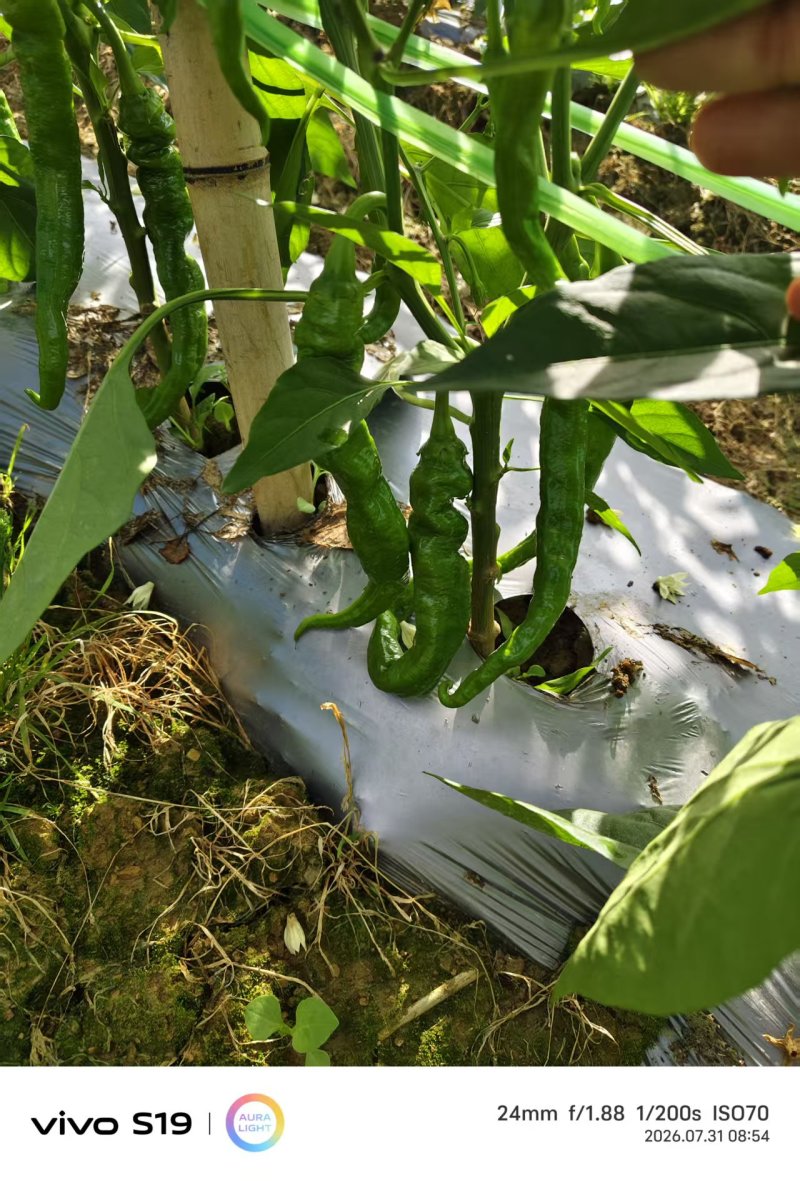 芜湖椒大量上市产地直发量大价格可谈