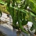 芜湖椒大量上市产地直发量大价格可谈