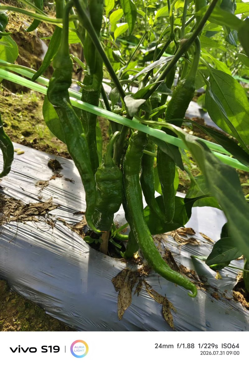 芜湖椒大量上市产地直发量大价格可谈