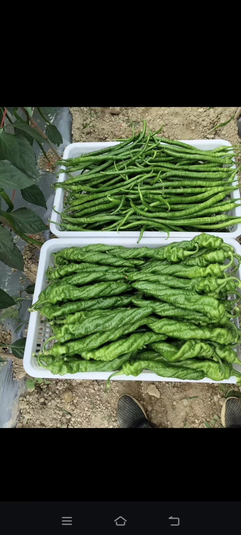 芜湖椒大量上市产地直发量大价格可谈