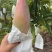 攀枝花象牙芒量大从优对接全国批发工厂电商等