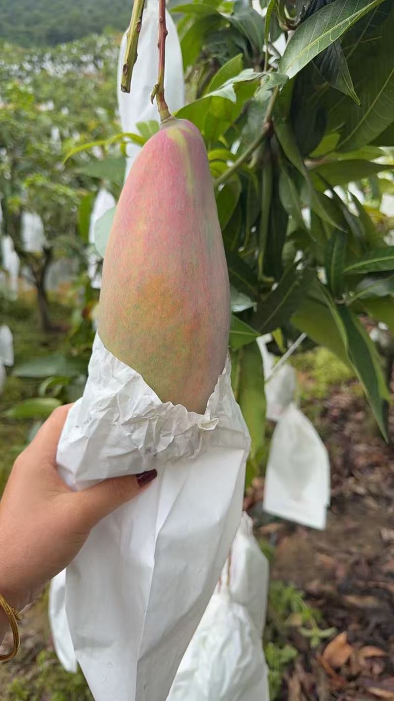 攀枝花象牙芒量大从优对接全国批发工厂电商等