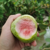 红宝石芭乐全国发货