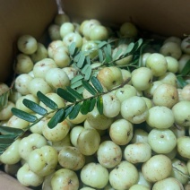 潮汕油甘果批价格，玻璃，赤皮，