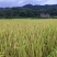 广西梧州野香优莉丝产地直供