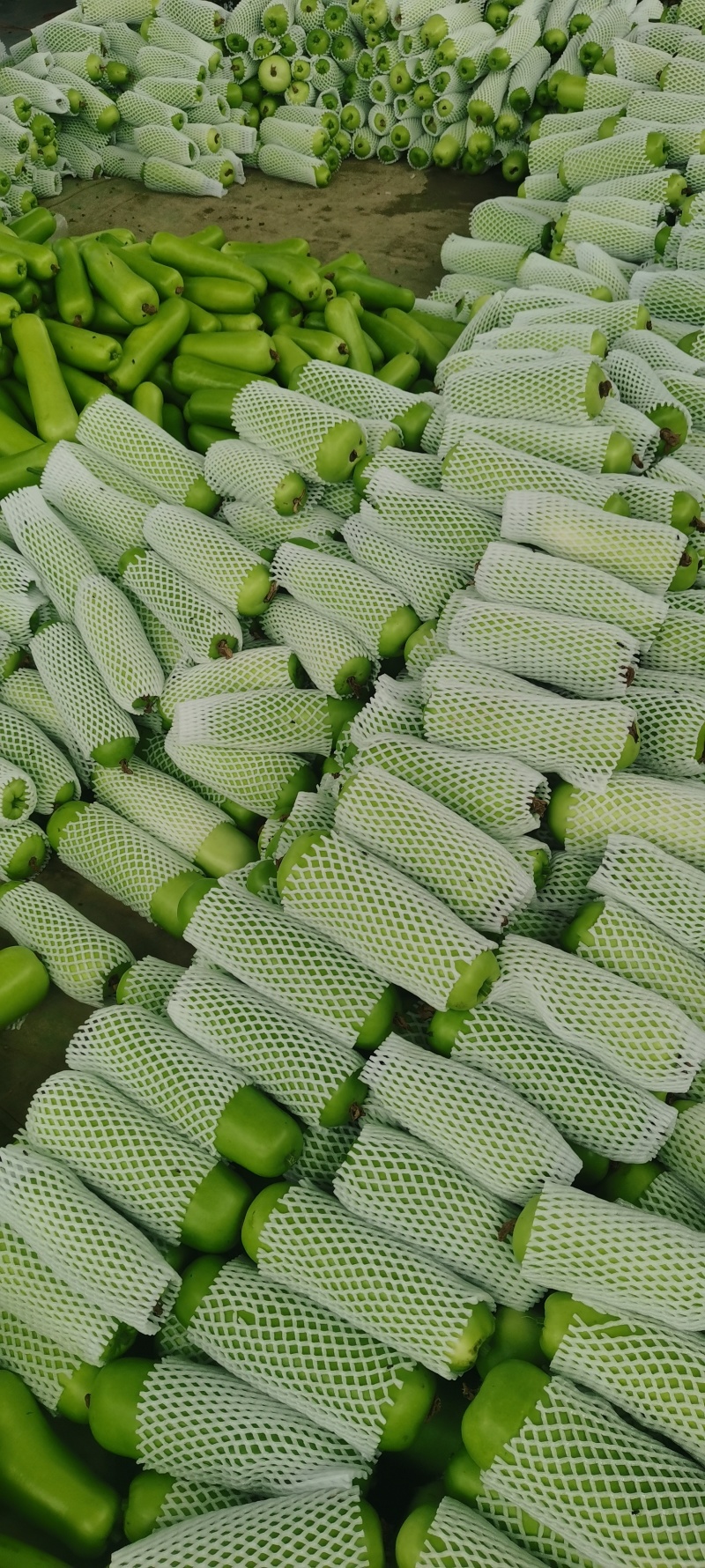 河南瓠瓜，基地直供，保证质量，视频看货，线上保障交易。
