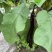 四川茄子新鲜种植露天紫皮长茄子烧烤红烧当季茄子