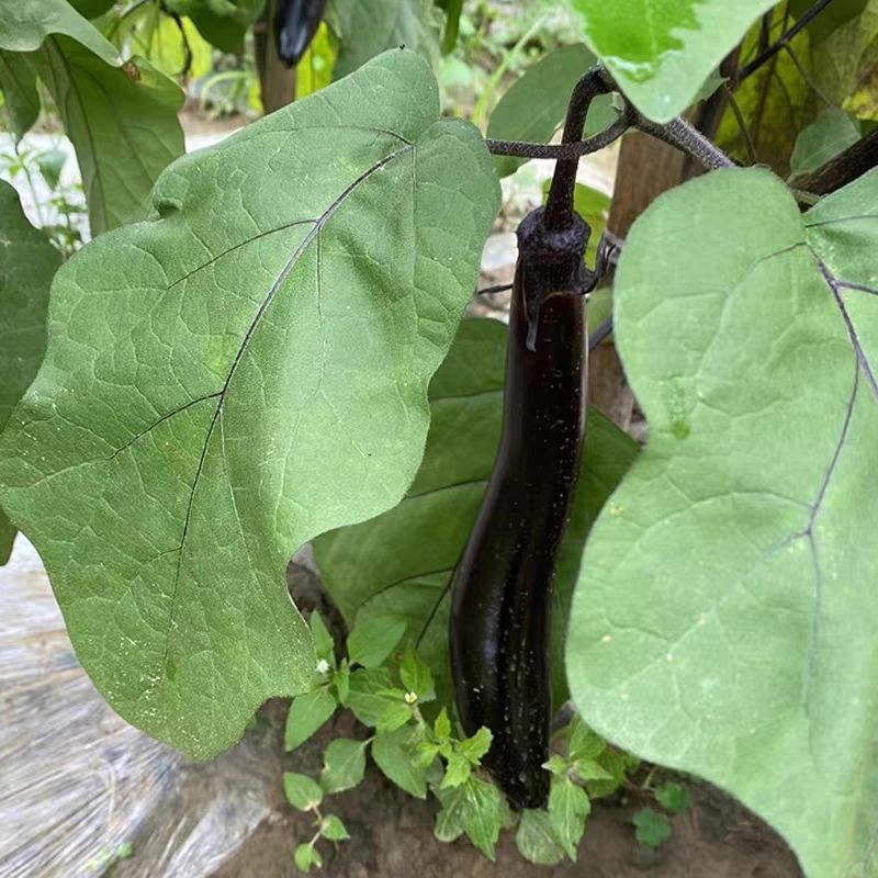 四川茄子新鲜种植露天紫皮长茄子烧烤红烧当季茄子
