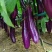 四川茄子新鲜种植露天紫皮长茄子烧烤红烧当季茄子