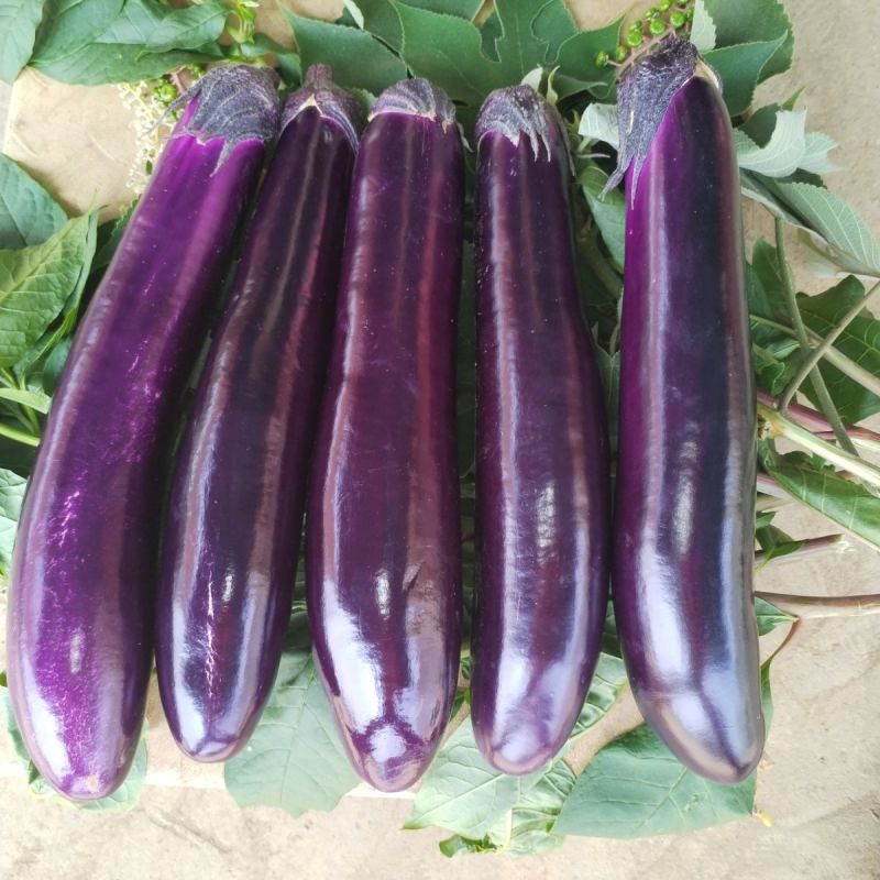 四川茄子新鲜种植露天紫皮长茄子烧烤红烧当季茄子