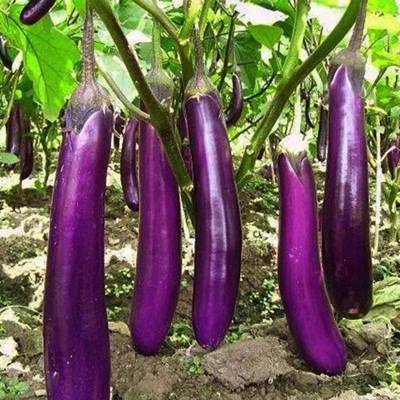 四川茄子新鲜种植露天紫皮长茄子烧烤红烧当季茄子