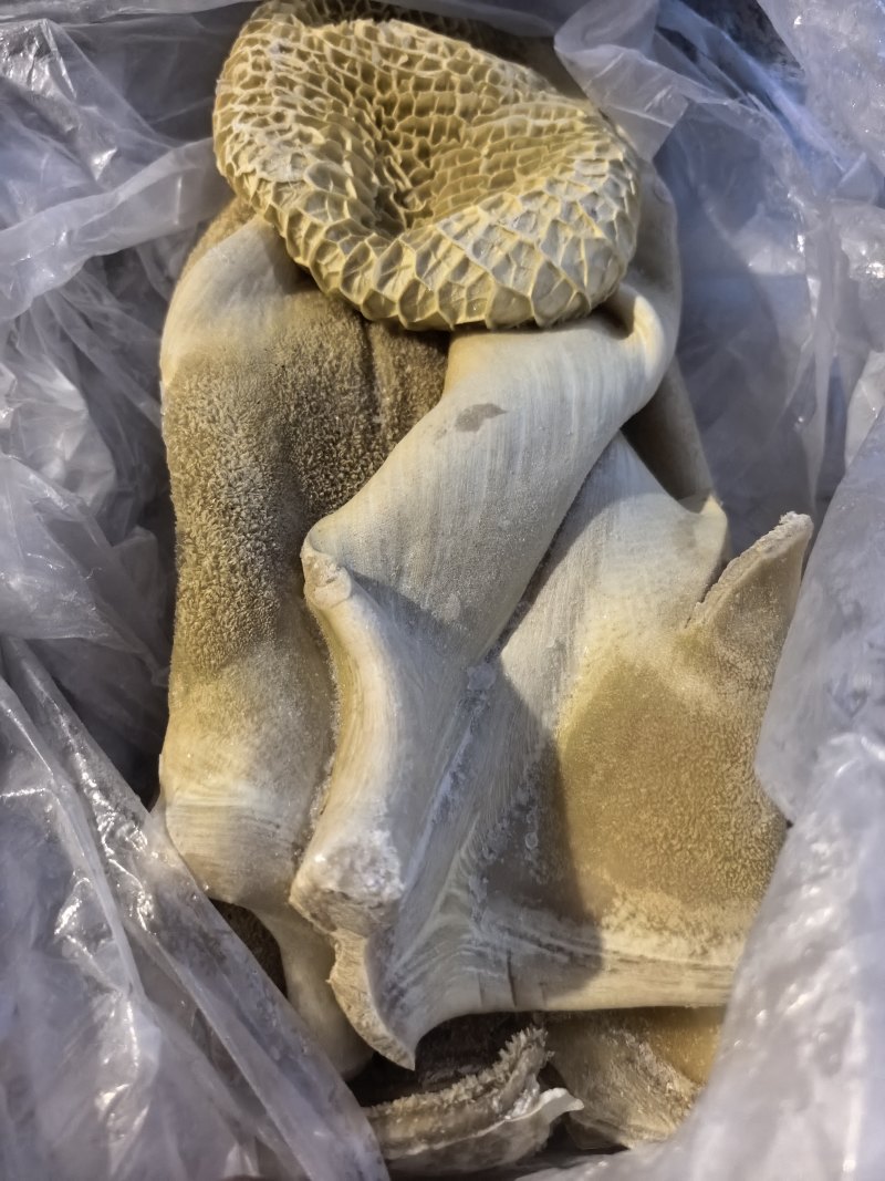 国产水退半成品牛肚现货实拍，长期供应，货源充足，价格便宜