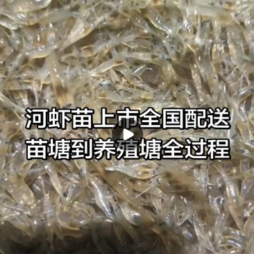 太湖青虾苗种