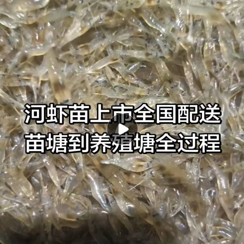 太湖青虾苗种