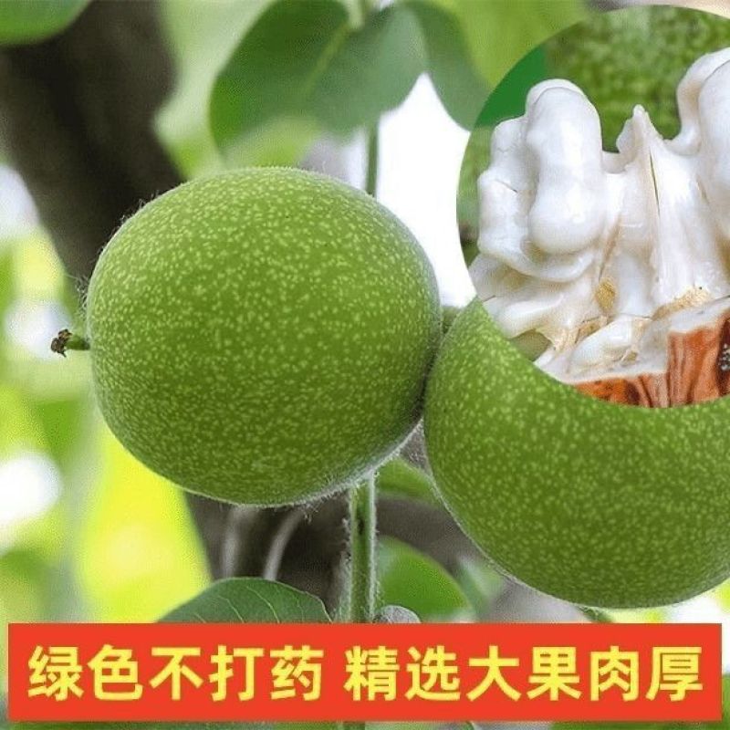 去青皮鲜湿核桃大凉山老树核桃嫩核桃孕妇果绿皮薄皮湿核桃批