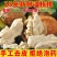 去青皮鲜湿核桃大凉山老树核桃嫩核桃孕妇果绿皮薄皮湿核桃批