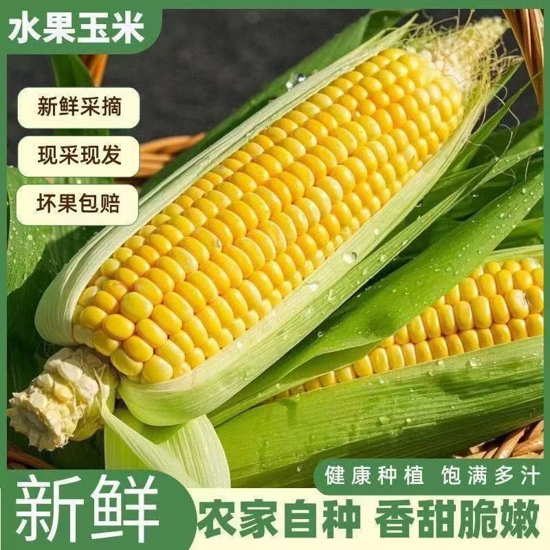 云南现摘水果甜玉米新鲜超甜可生吃爆浆黄金水果玉米带皮整箱