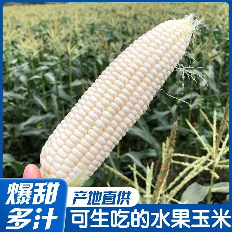 牛奶水果玉新鲜玉米即食甜玉米代餐即食玉米免煮