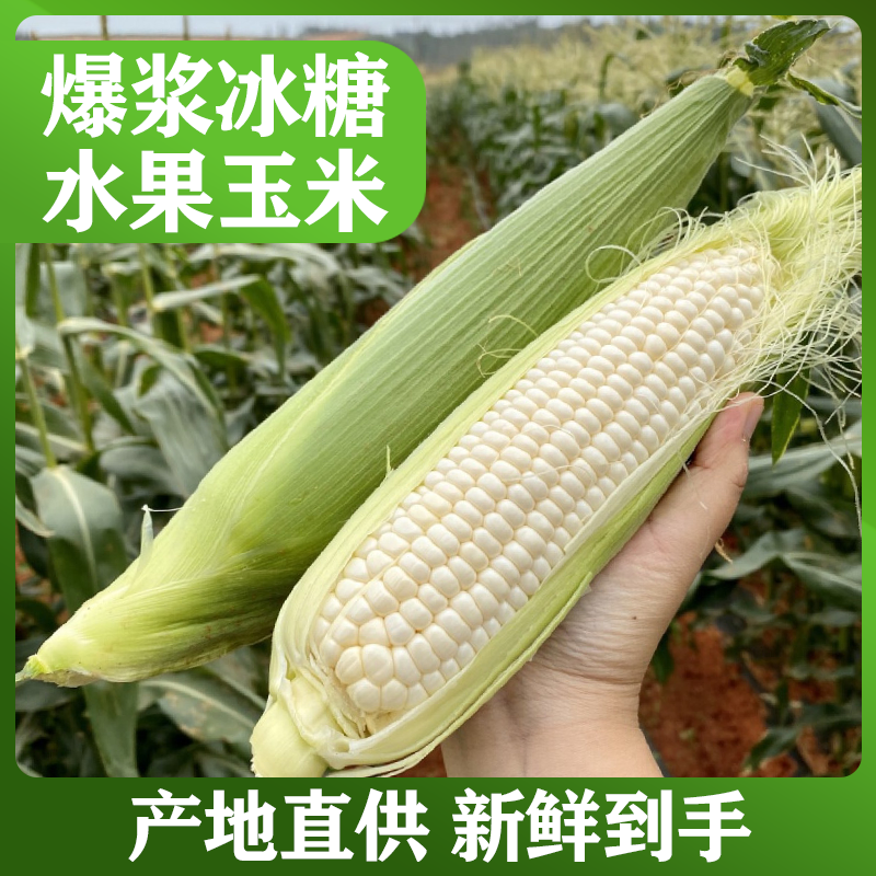 牛奶水果玉新鲜玉米即食甜玉米代餐即食玉米免煮