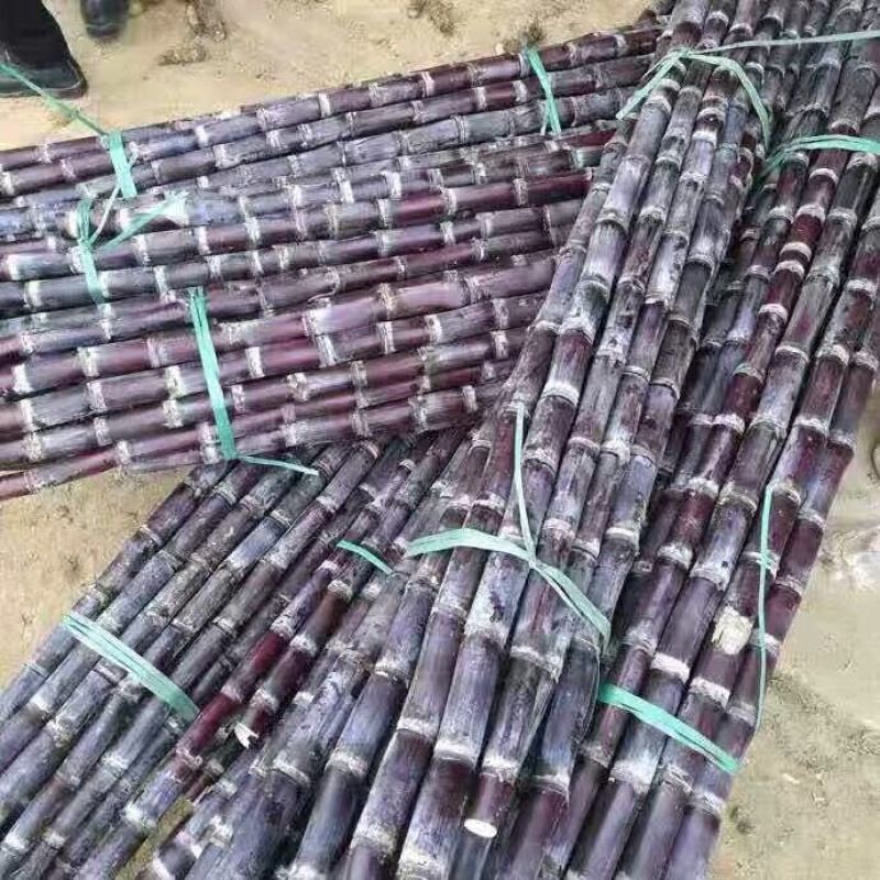 应季现砍现发黑皮甘蔗水果新鲜当季甜杆脆孕妇紫甘蔗批发