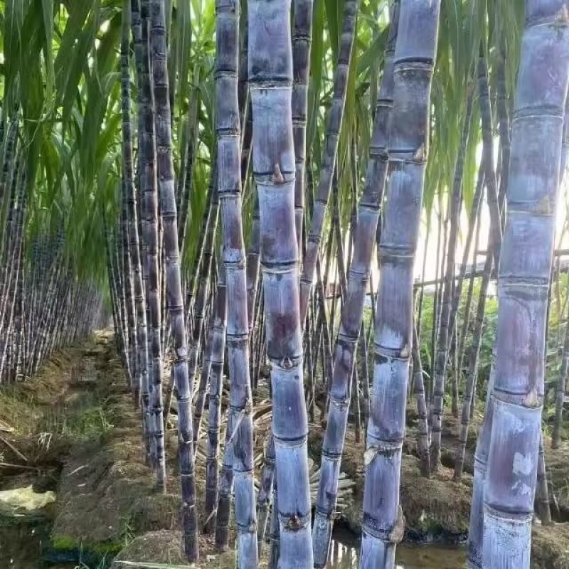 应季现砍现发黑皮甘蔗水果新鲜当季甜杆脆孕妇紫甘蔗批发