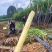 应季现砍现发黑皮甘蔗水果新鲜当季甜杆脆孕妇紫甘蔗批发