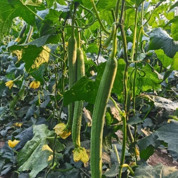 强雌抗热2-1丝瓜种子早春越夏抗热品种节节有瓜反头快露地