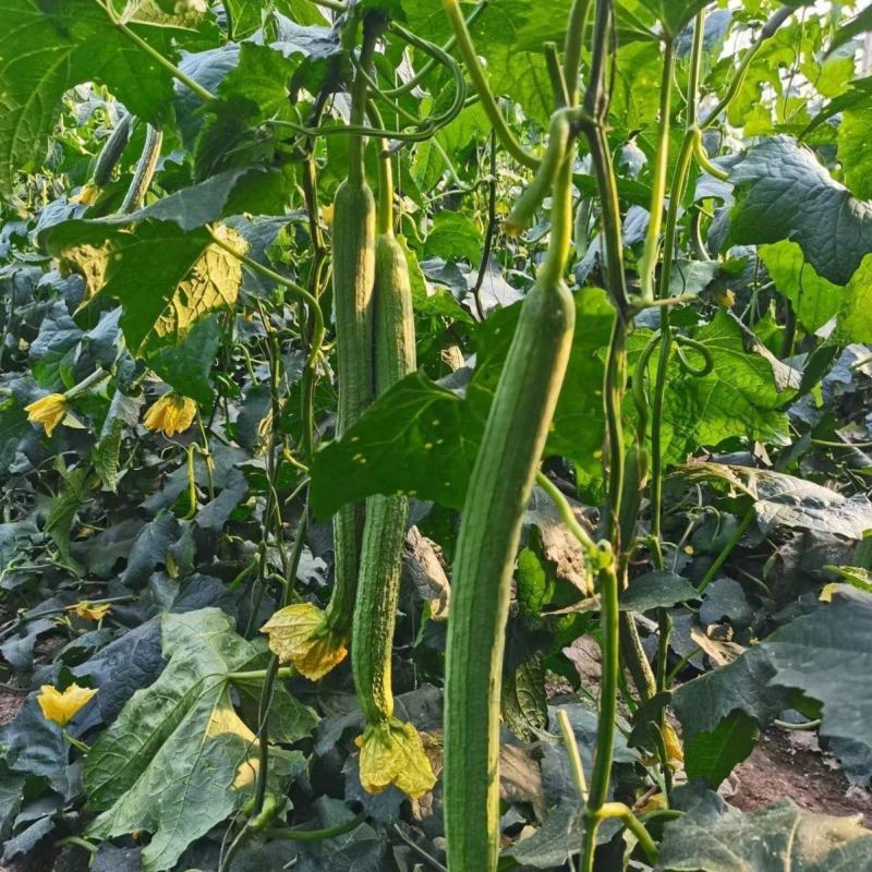 强雌抗热2-1丝瓜种子早春越夏抗热品种节节有瓜反头快露地