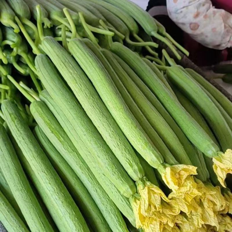 强雌抗热2-1丝瓜种子早春越夏抗热品种节节有瓜反头快露地