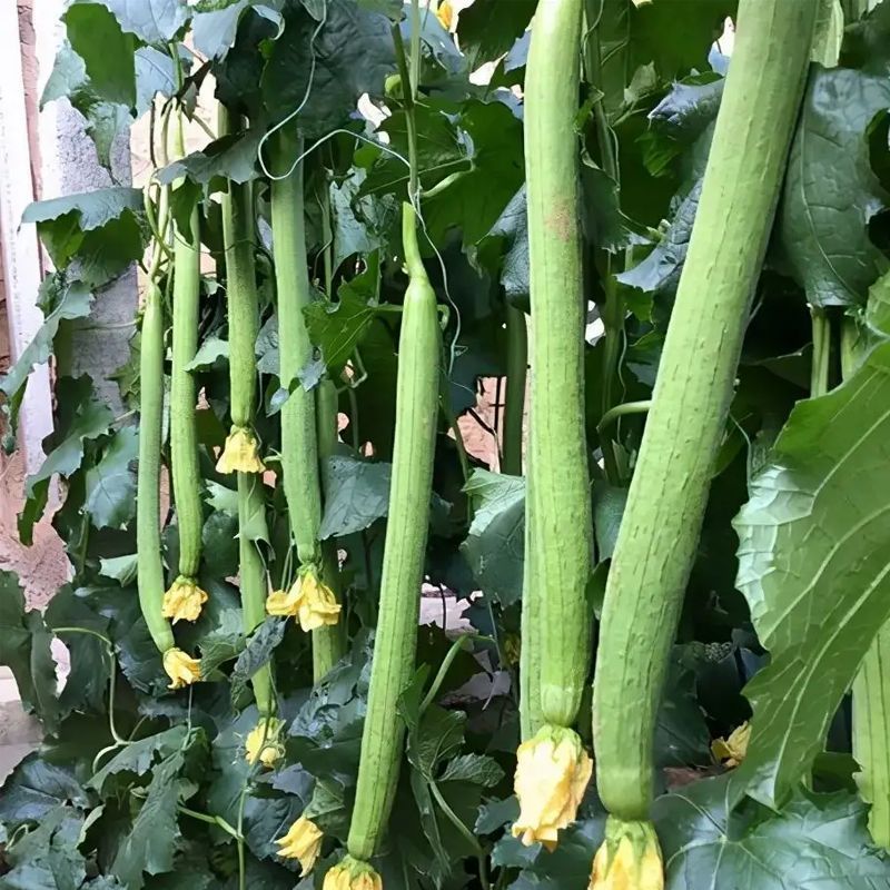 强雌抗热2-1丝瓜种子早春越夏抗热品种节节有瓜反头快露地