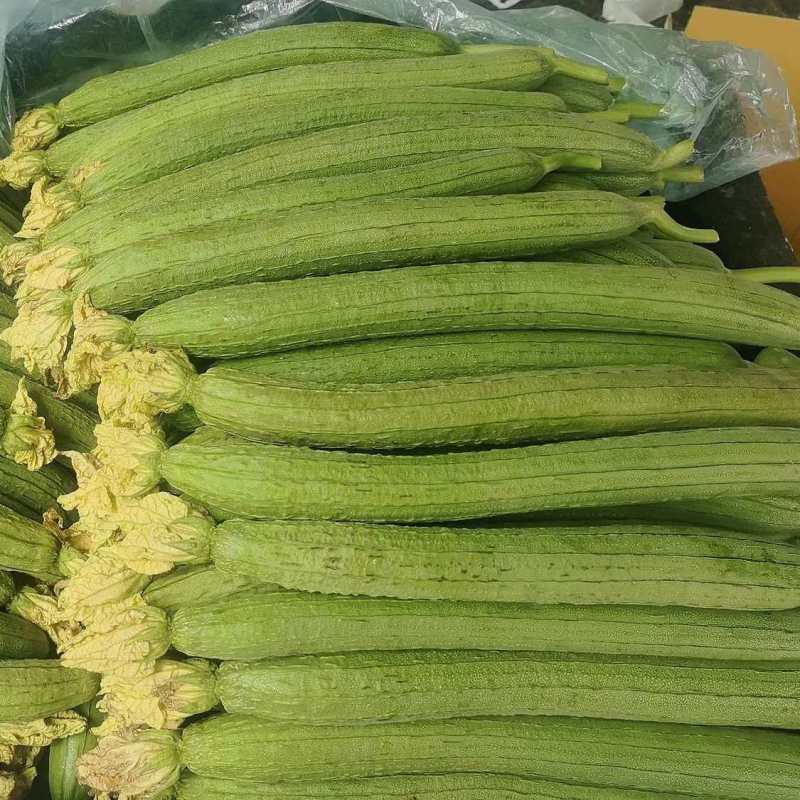 强雌抗热2-1丝瓜种子早春越夏抗热品种节节有瓜反头快露地