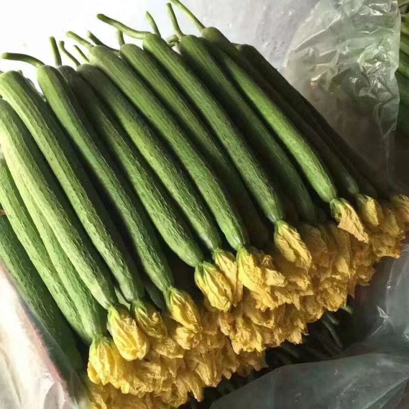 强雌抗热2-1丝瓜种子早春越夏抗热品种节节有瓜反头快露地