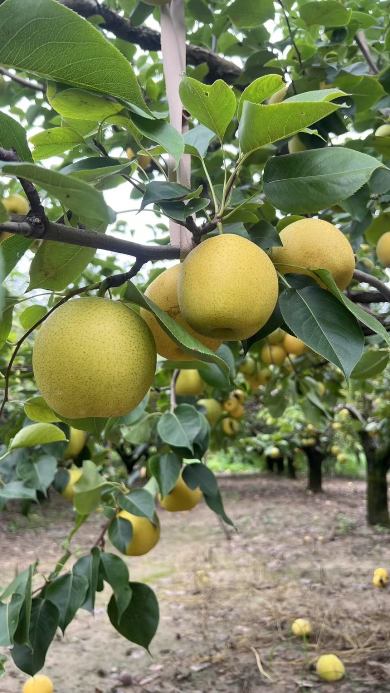 皇冠梨