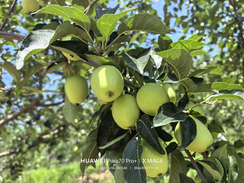 123小苹果鸡心果大量供应，吉林产区直发新鲜采摘