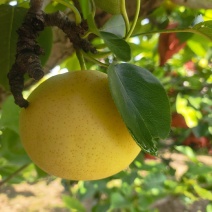 黄金梨，丰水梨大量现货，价格美丽