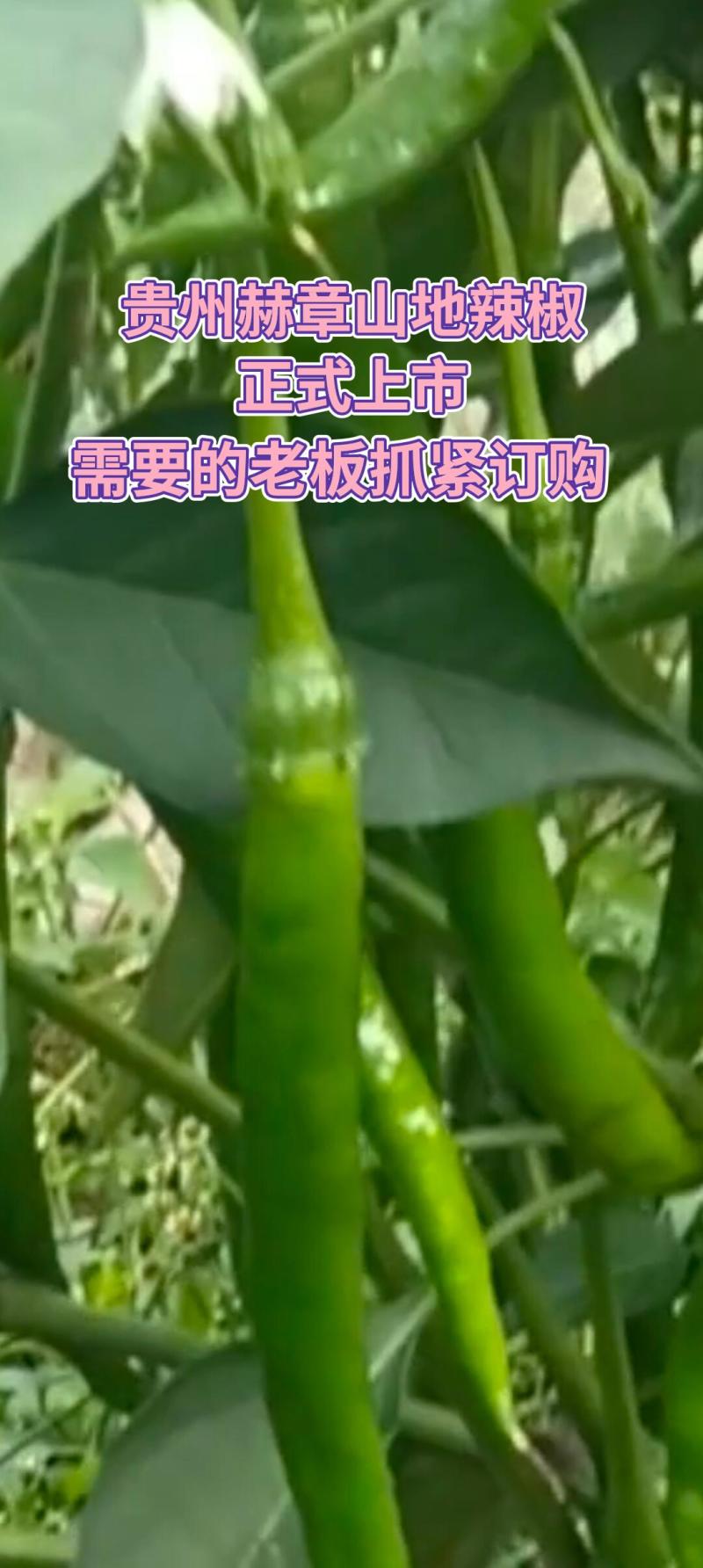 贵州赫章长线椒本地农户自种青椒大现货