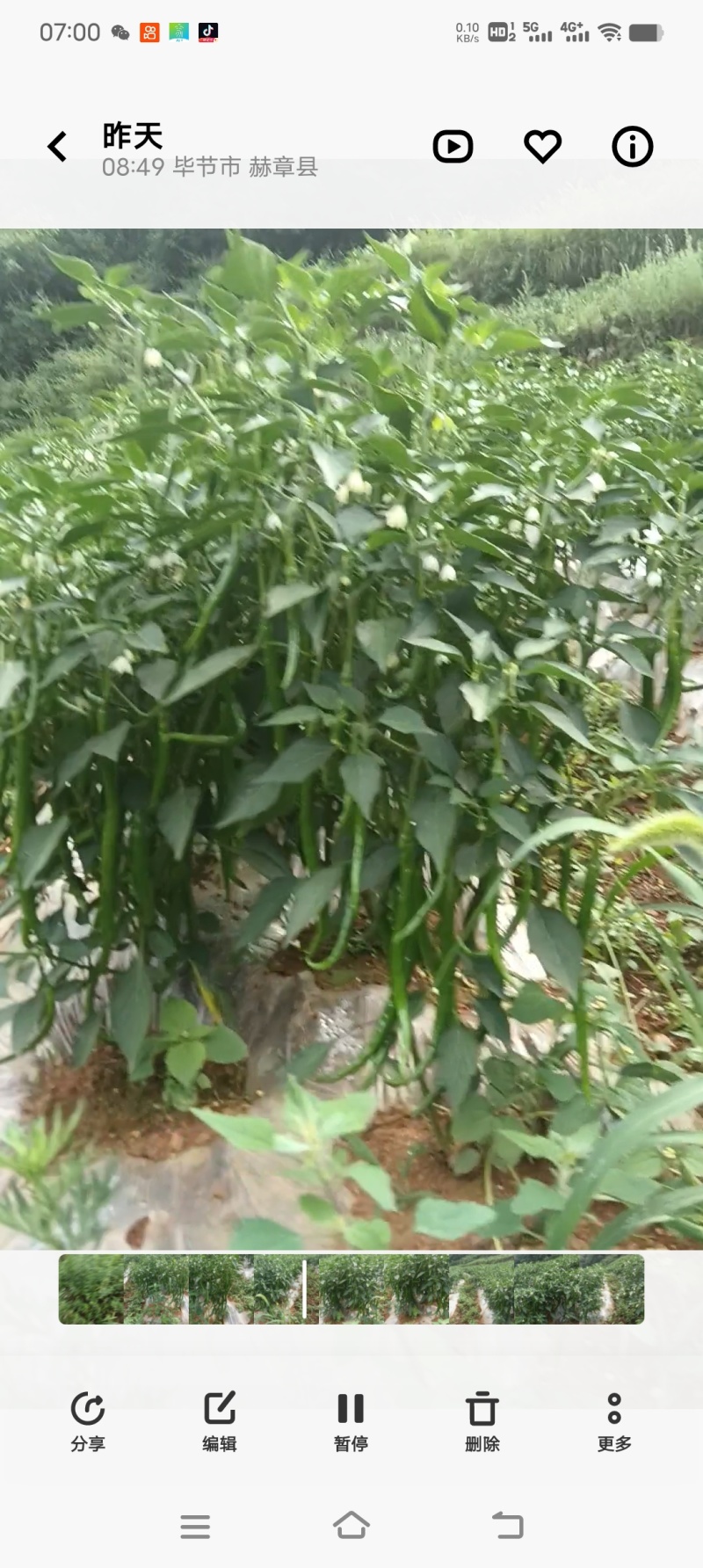 贵州赫章长线椒本地农户自种青椒大现货