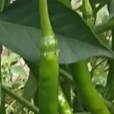 贵州赫章长线椒本地农户自种青椒大现货