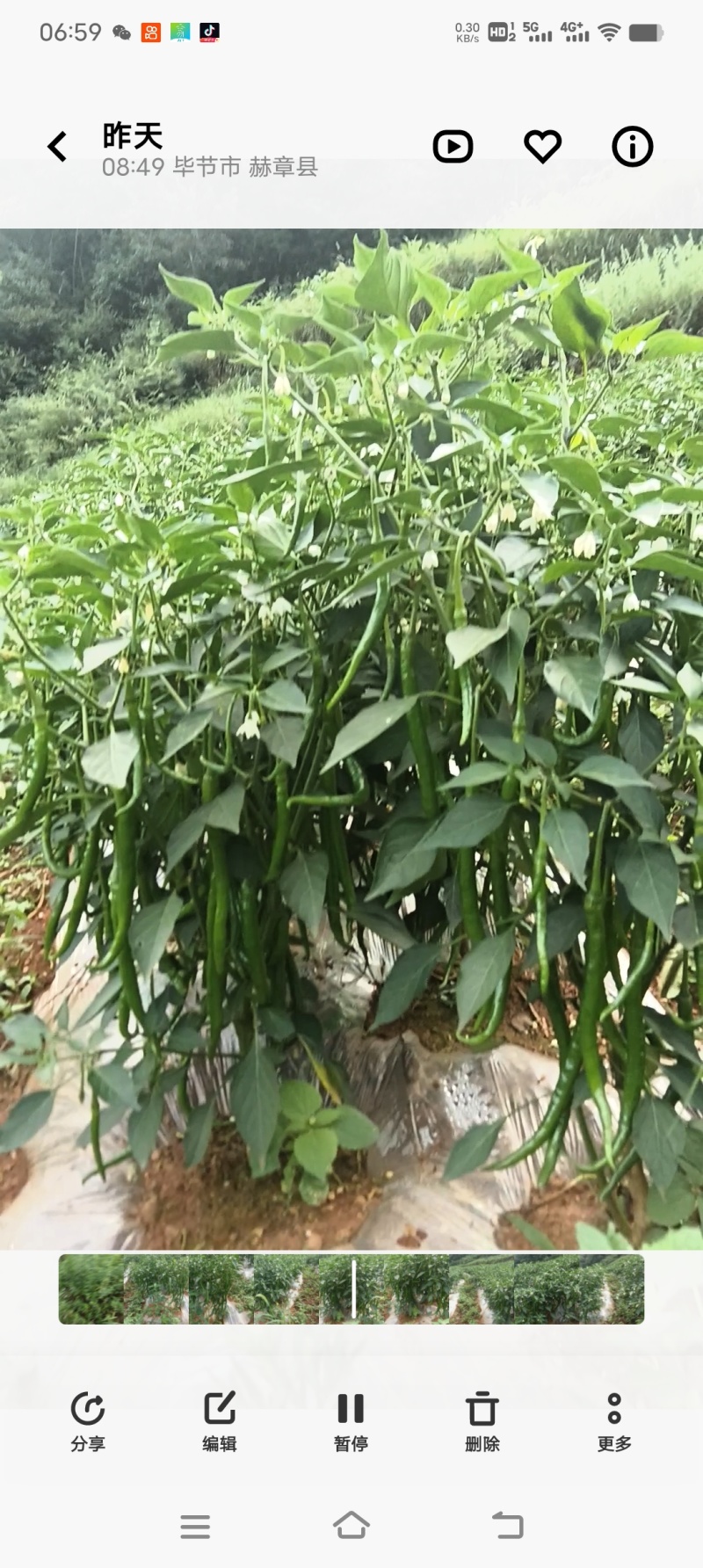 贵州赫章长线椒本地农户自种青椒