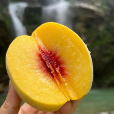 黄桃