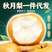 秋月梨产地货源电商一件代发礼盒整车均可供货