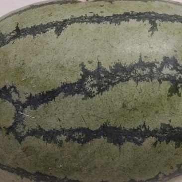 硒砂瓜